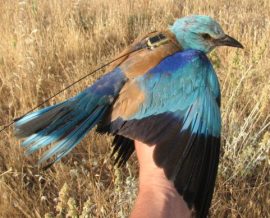 Благодаря маркировке 783 птиц 32 разных видов с помощью передатчиков и GPS мы можем узнать их основные миграционные маршруты   Запись /